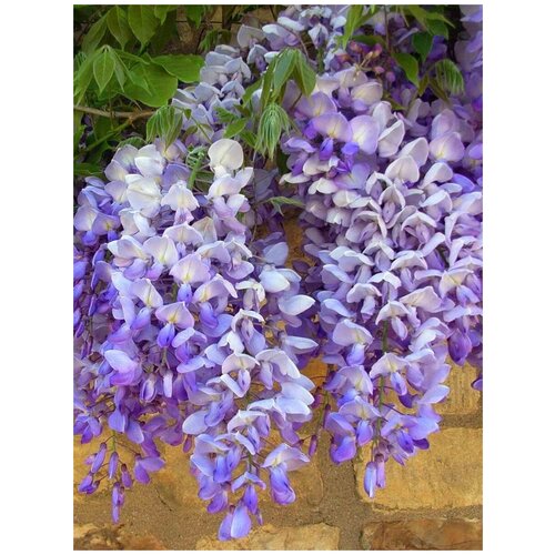     Blue Moon  (Wisteria Blue Moon), 5   -     , -  