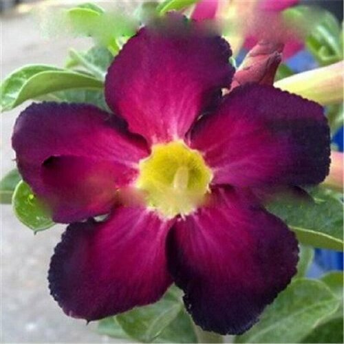  , Adenium Obesum Desert Rose PURPLE INNOVATION, , 