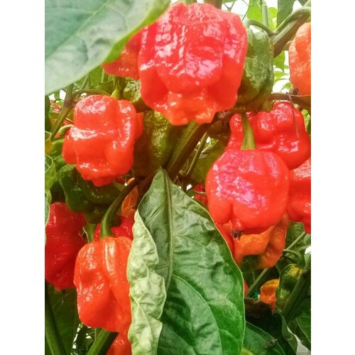     7 pot Congo giant red, 5 