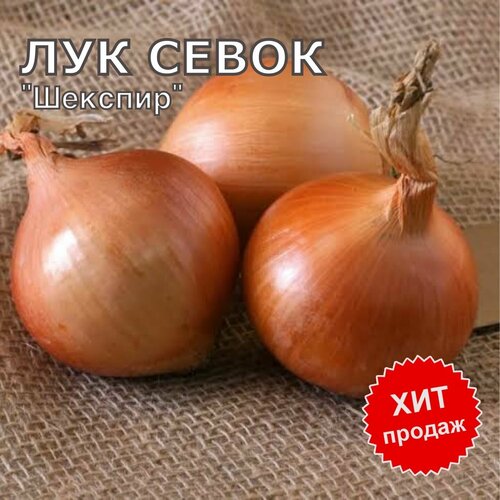 ���� ��� ����� ������ 