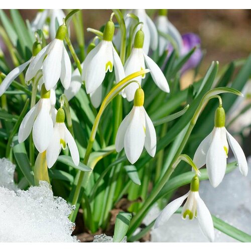    - Galanthus (   5 )/ ,    /  , ,   /