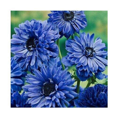 ���� ������� ������� �. �. 8+ ���� ��������� 7 ��.