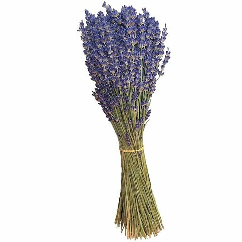 ���� ������� �������� �����