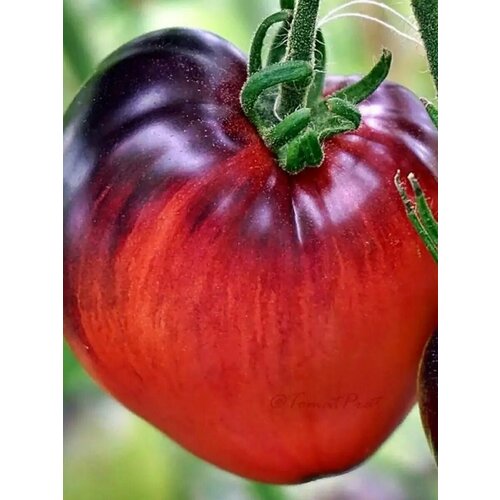 ���� ������������� ������ ������ ׸���� �����