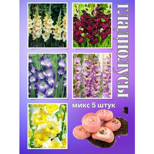 ���� ��������� ��������, ���� 5����