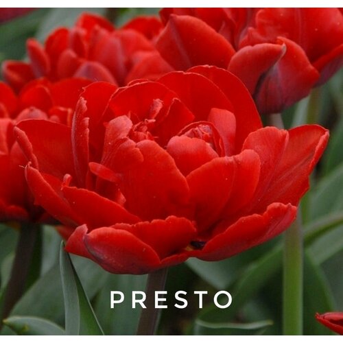     ,   PRESTO ( 8 )  -     , -  