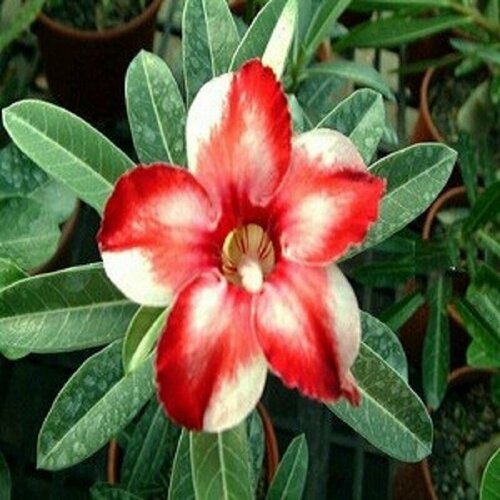   , Adenium Obesum Desert Rose Star of Silver Wings, ,   -     , -,   