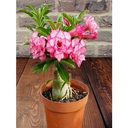 ���� ������� Rainbow Diamond, �������� ���������, ������