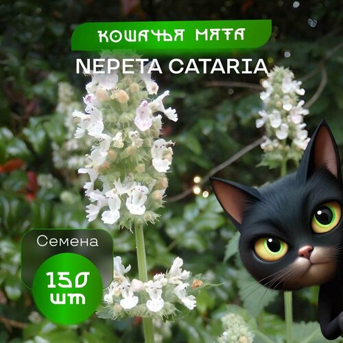     , 150 ,  Nepeta  -     , -  