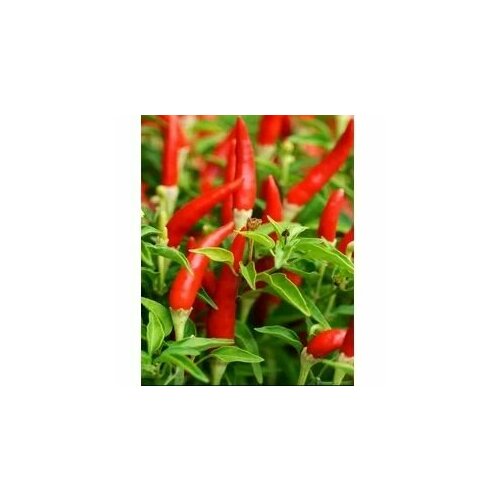      Piri-Piri, 5  +   -     , -  