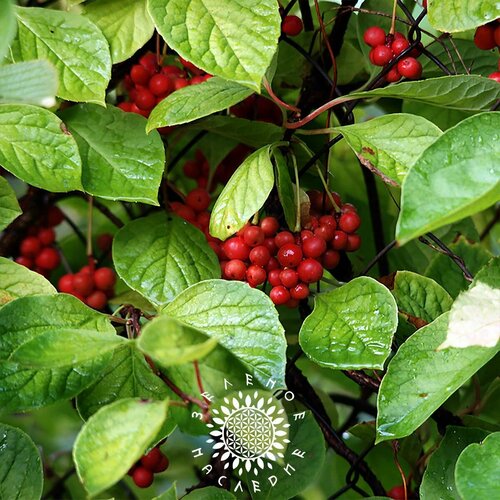      -   -  (. Schisandra chinensis) 20  -     , -  