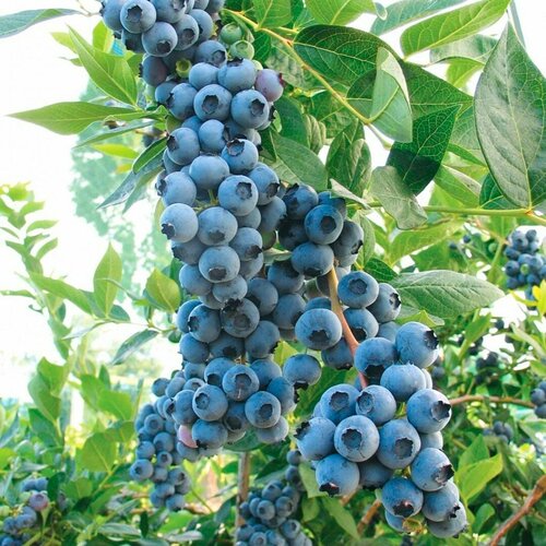 ���� �������� ������ (������������) 2-� �����, � ������ 30-40 ��