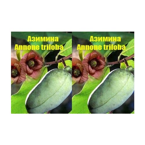  (Annone triloba)