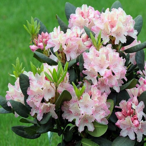 ���� ������, ����������� ��������������, ������