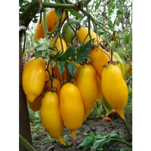 ���� ������������� ������ ������ ������� ���������