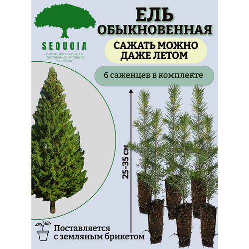 ���� ��� ������������ 6 ��������