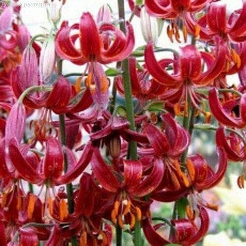 ���� ����� ������ ����� (� ������) (1 �������� � ������ p9). Holland Bulbs (���������)