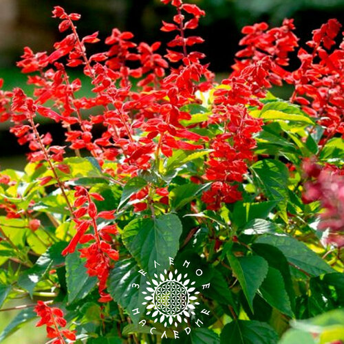     -   (. Salvia splendens) 50  Green Legacy