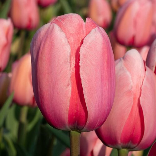      (3 ) Holland Bulbs ()  -     , -  