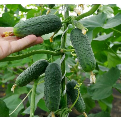 ���� ������������� ������ ������ ������� F1