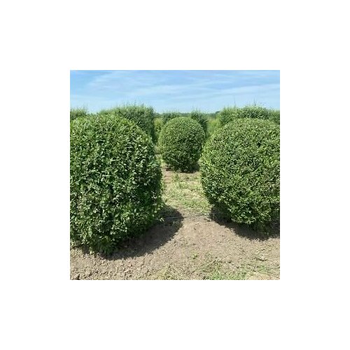 ���� ������ ��� ������������ 20 ����