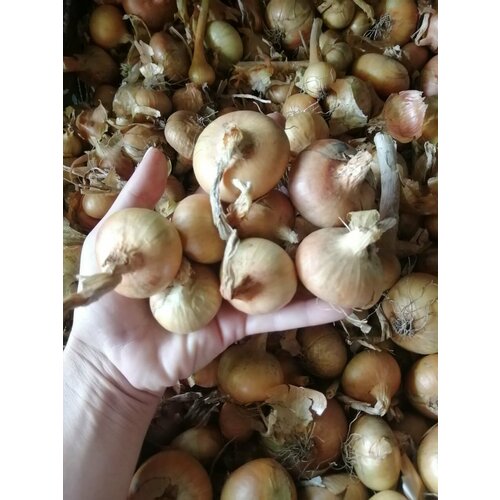 ���� ��� �������� ������/�������� 250��.