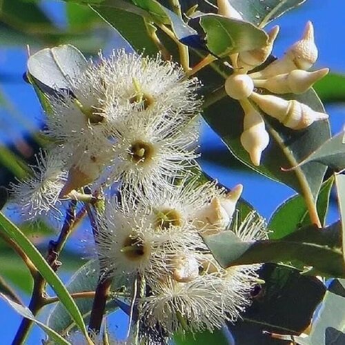      , Eucalyptus tereticornis 500 .