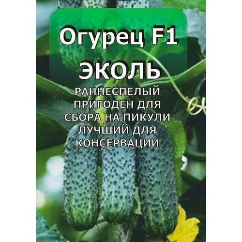 ���� ������������� ������ ������ ����� F1