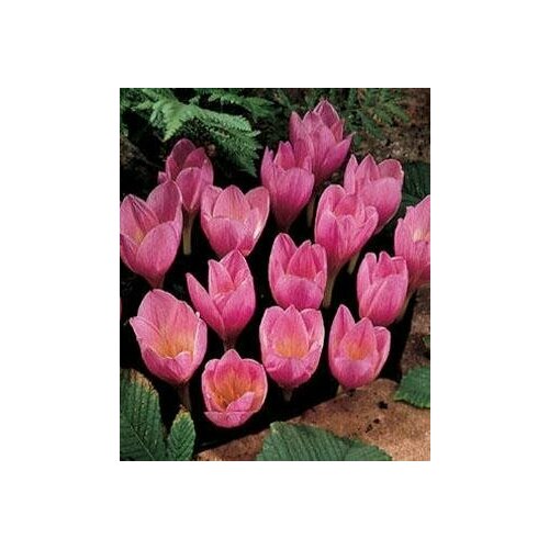 ���� ������ ������� (��������������), 10 ��.