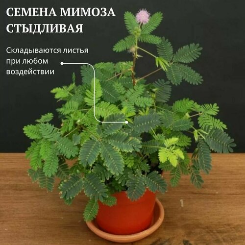      (Mimosa pudica) 5 .    -     , -  