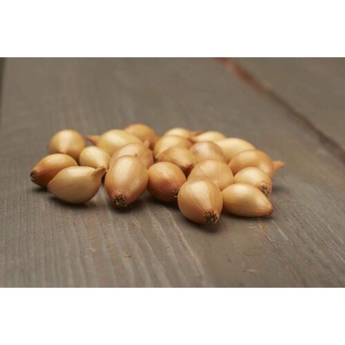 ���� ��� - ����� ������ (������-����������) 110�� �������