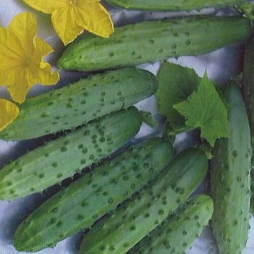 ���� ������������� ������ ������ F1 ����������