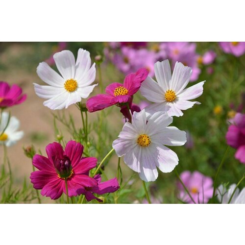 ���� ������ ��� ����� ������ ����, 45 ��.