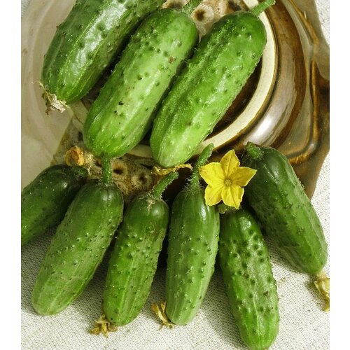 ���� ������������� ������ ������ ��������� ��������