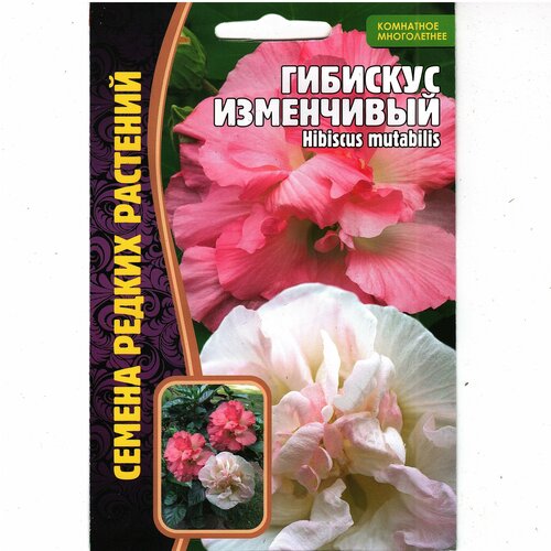    / Hibiscus mutabilis,   ( 1: 10  )  -     , -,   