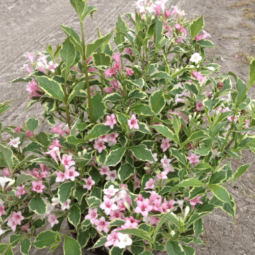 ���� ������� �������� ������� (1 ������� � ������ 15-20 ��). Belgium Plants Van. (�������)