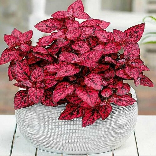 ���� ��������� ������� Red, ������