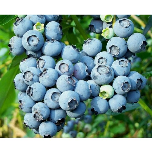 ���� �������� ��� ���� (������������) 2-� �����, � ������ 30-40 ��