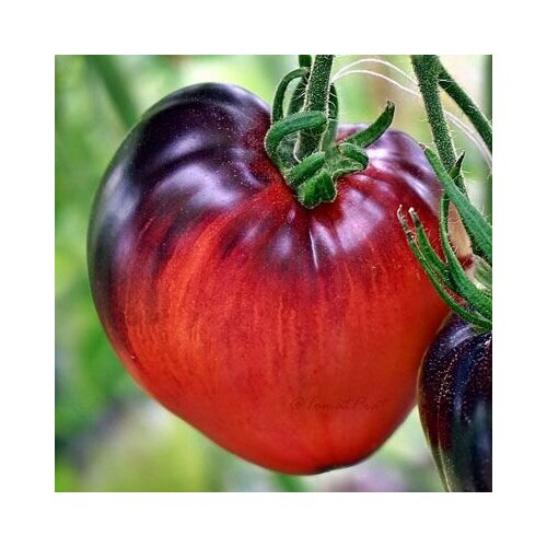 ���� ������������� ������ ������ ������� ������ �������