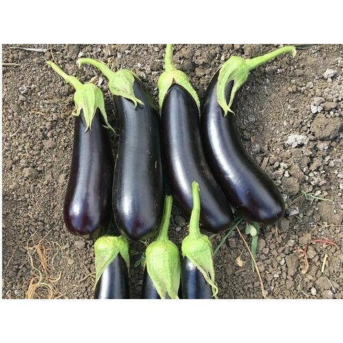 ���� ������������� ������ ��������� ������ F1