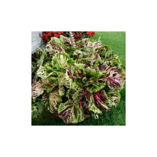 ���� ������ ������� ������