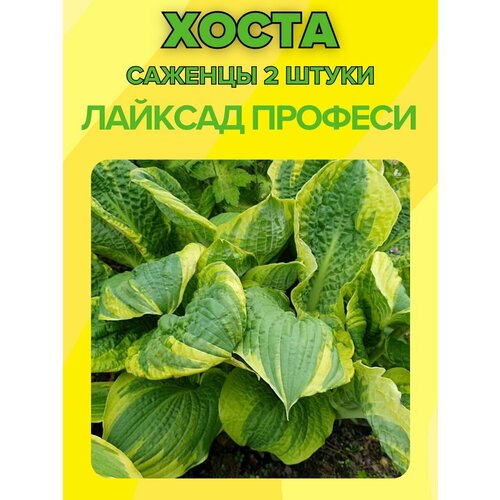 ���� �����, ������� 2 �����