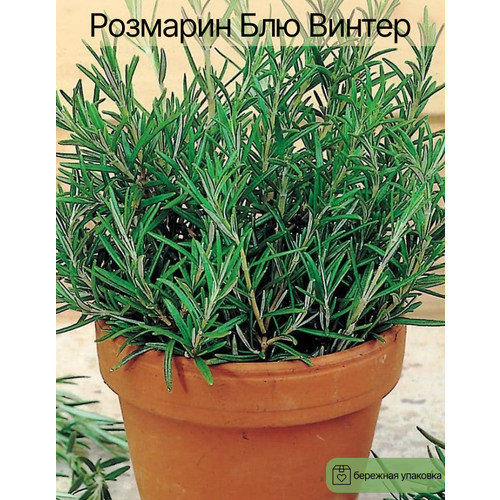 ���� �������� 