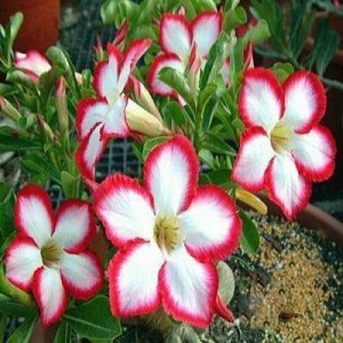  , Adenium Obesum Desert Rose SUPER NOBLE CONCUBINE, , 
