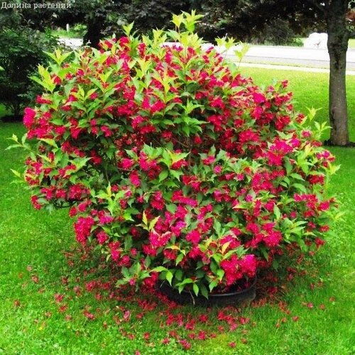 ���� ������� ��� ����� (1 �������)