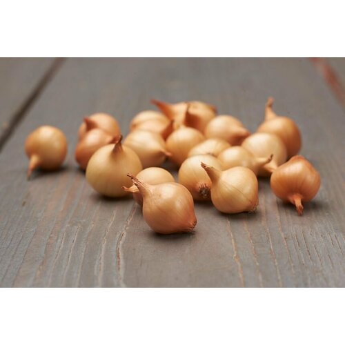 ���� ��� - ����� ���������� ����� (������-����������) 110�� �������