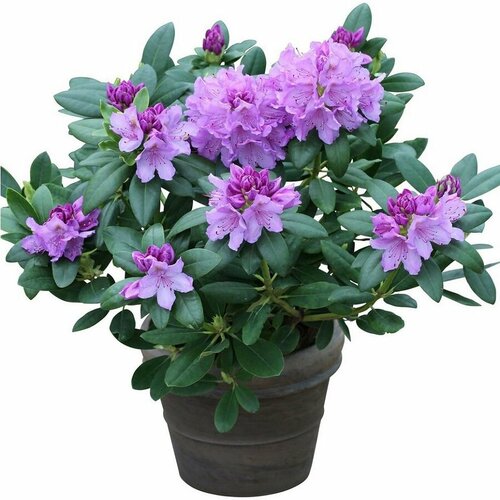  ,   (Rhododendron catawbiense) 
