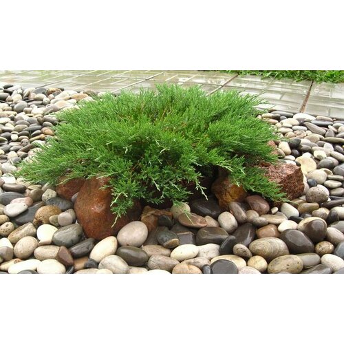 ���� ������������ �������������� ������� �������