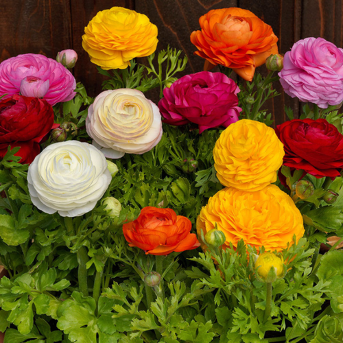 ���� �������� ������ , bulbs servise, ���������� MIX ������� ( 10 ���� )