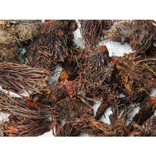 ���� ������� ����� (������� ��������������), �������� 50 �.